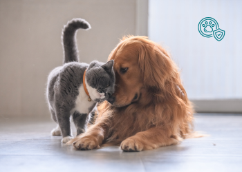 Seguro Pet: como funciona, o que cobre e como escolher?